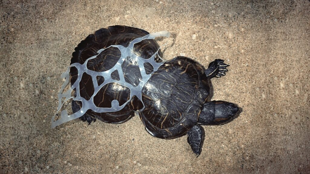 Foto da Parley for the Oceans mostra que o plástico usado para organizar bebidas, como cervejas, afeta o crescimento de uma tartaruga-marinha.